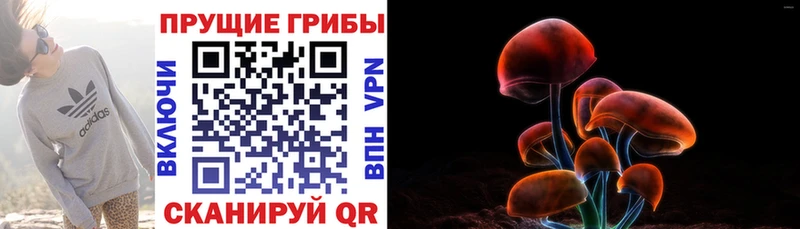 Купить  Краснокамск  Галлюциногенные грибы Psilocybe 